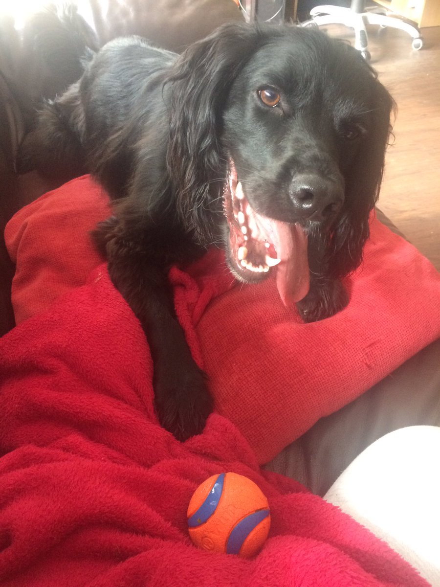 Fetch time? 🐾 #internationaldogday #cockerspaniel #dogsoftwitter