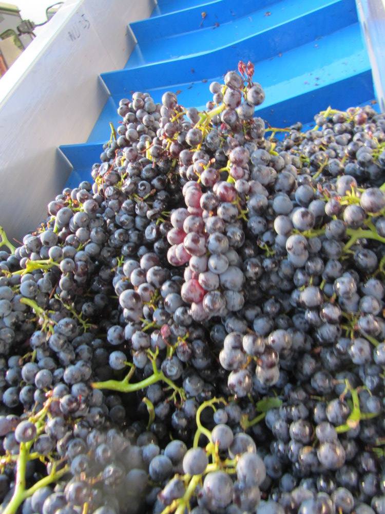 VillaParens's tweet photo. #Vendemmia2017 si ricomincia dal Pinot. Fra i vigneti di #Ruttars i primi grappoli a cadere nelle cassette sono stati quelli di #PinotNero. https://t.co/SMxA9GZBir