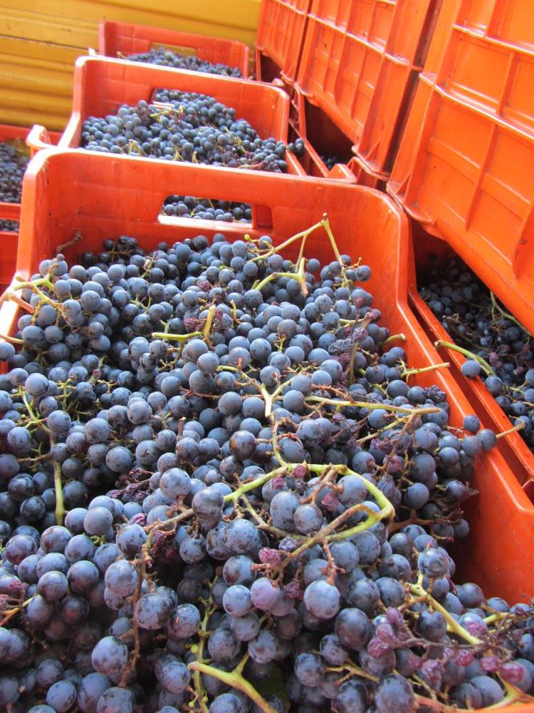VillaParens's tweet photo. #Vendemmia2017 si ricomincia dal Pinot. Fra i vigneti di #Ruttars i primi grappoli a cadere nelle cassette sono stati quelli di #PinotNero. https://t.co/SMxA9GZBir