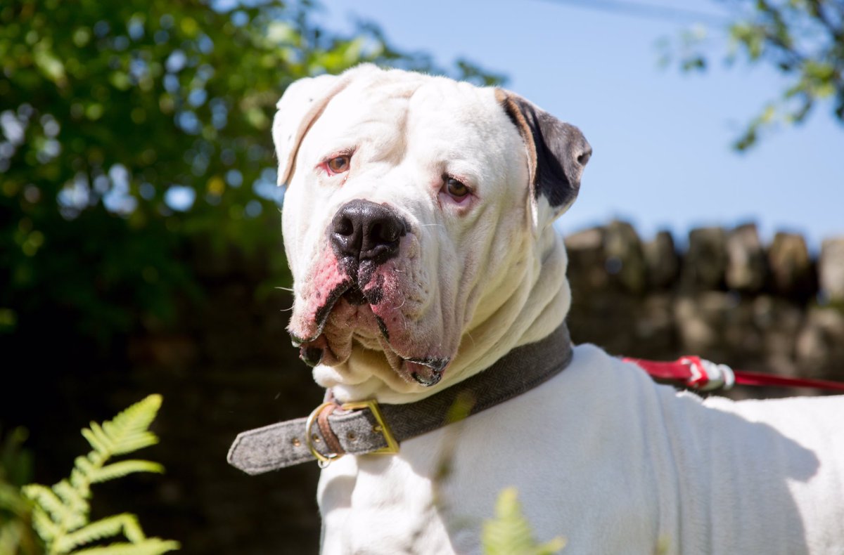 RSPCANW's tweet image. #internationaldogday Boswell is 5 and is a fine looking dog. He will make a very loyal companion but keeps being overlooked in kennels