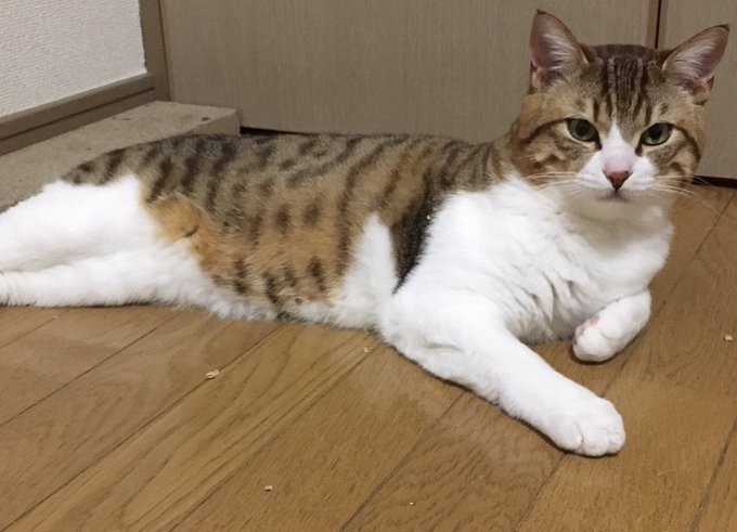 ralkh116's tweet photo. 🔴 #目撃情報求
#迷い猫 捜しています📣
🌷たろう君🌷
🐈黒＆茶縞×白
🔹長尾

🆘 #保護 又は似たコを
見かけませんか❔

🗨臆病な為
追わずにご一報お願いします🆘

📬 #群馬県
#高崎市石原町 ⇉ #迷子

💎飼主様@tarotibar

#ねこ
#lostcat https://t.co/FIchVoMxsL