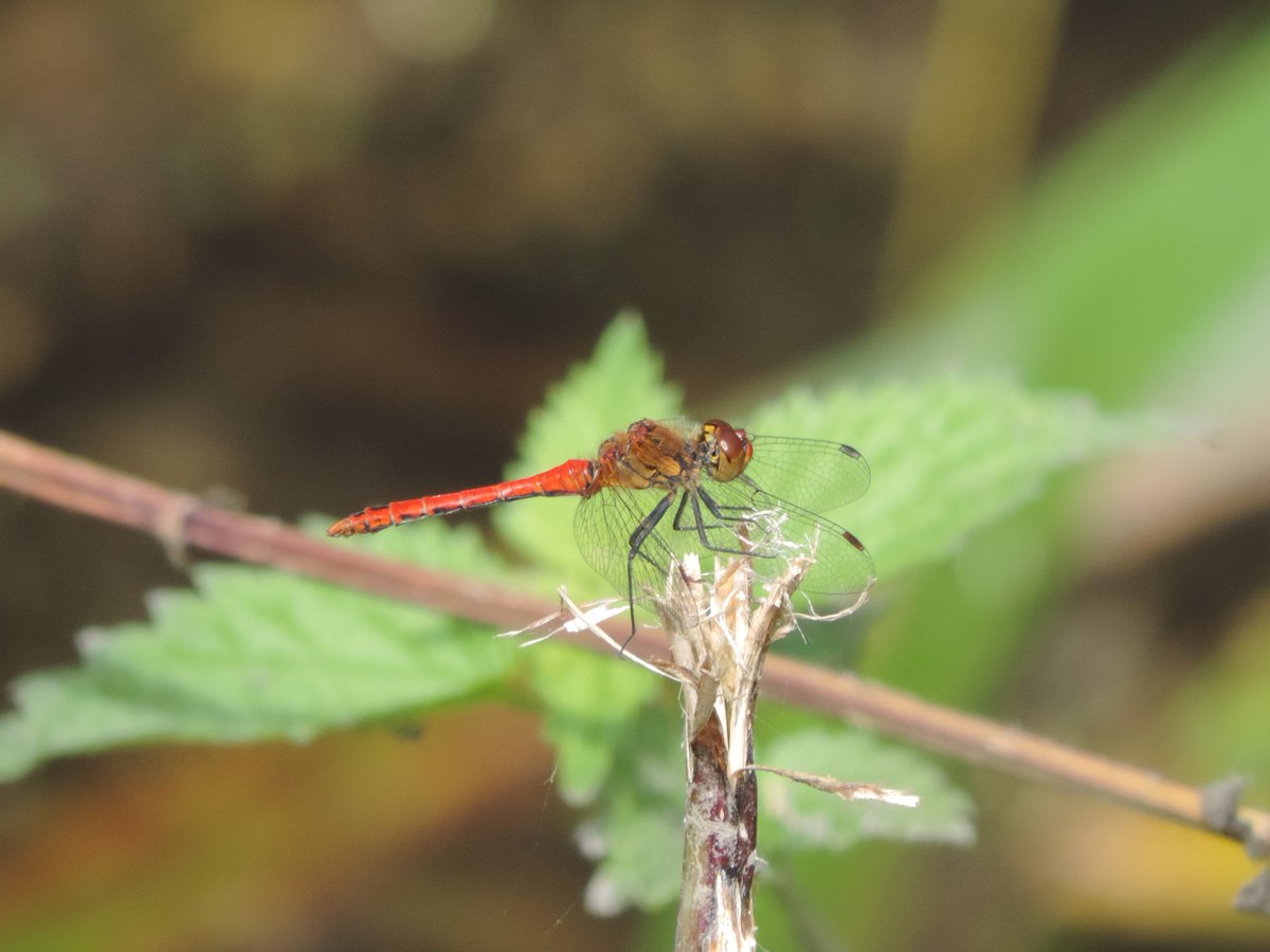 Aggie4Wildlife's tweet photo. Great day to be outdoors searching for butterflies and dragonflies. Don't miss out! #commondarter #hollyblue #comma #emperor #SummerInsects https://t.co/83iZdAR3Da