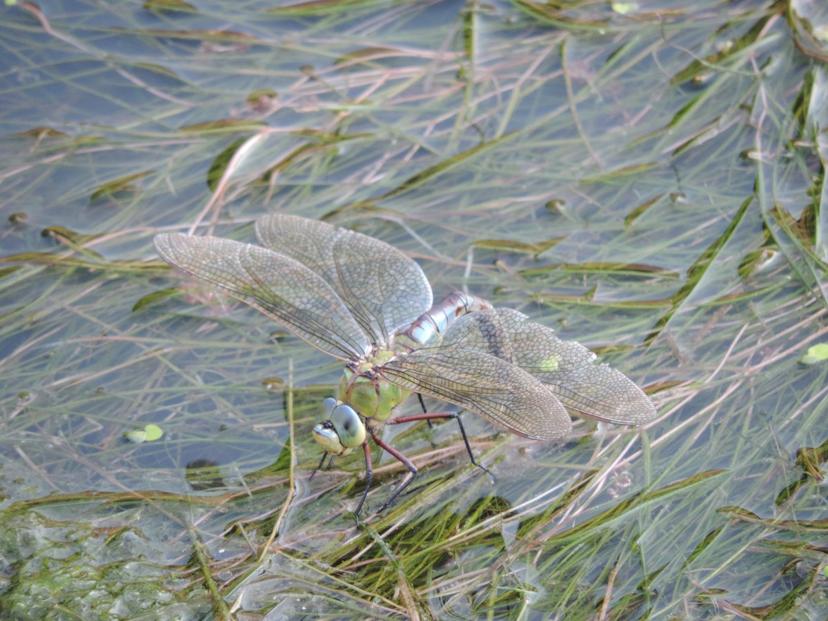 Aggie4Wildlife's tweet photo. Great day to be outdoors searching for butterflies and dragonflies. Don't miss out! #commondarter #hollyblue #comma #emperor #SummerInsects https://t.co/83iZdAR3Da