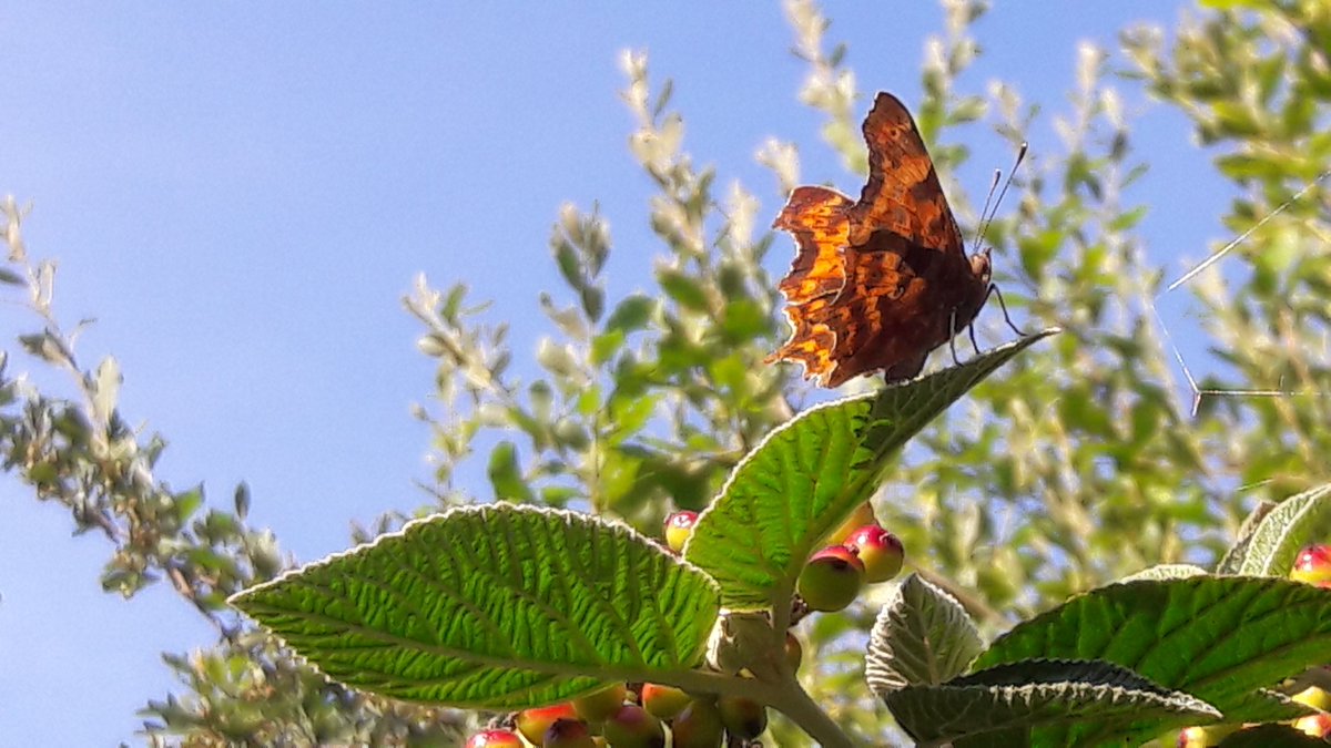Aggie4Wildlife's tweet photo. Great day to be outdoors searching for butterflies and dragonflies. Don't miss out! #commondarter #hollyblue #comma #emperor #SummerInsects https://t.co/83iZdAR3Da