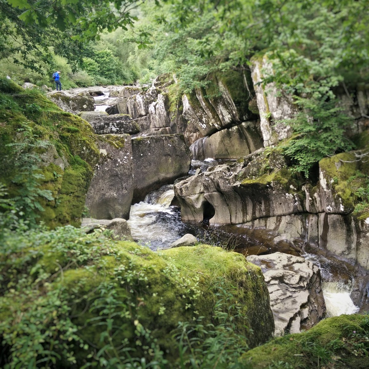 Proudfoot's tweet image. The gorgeous #gorge above #BracklinnFalls in #WildCallander @LomondTrossachs 💚 @VisitScotland @ScotlandOutdoor #365DaysWild
