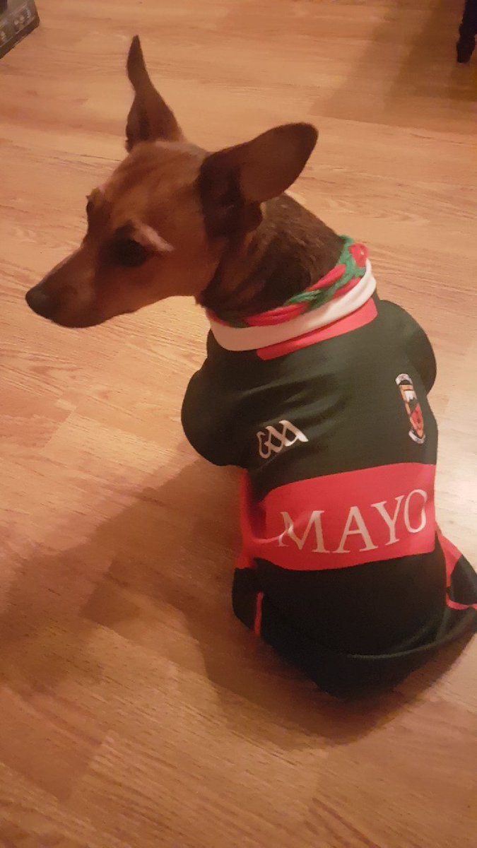 Trishfarrell17's tweet photo. Up Mayo💚❤💚❤ #mayogaa #mayovkerry https://t.co/mDDuEafyDr