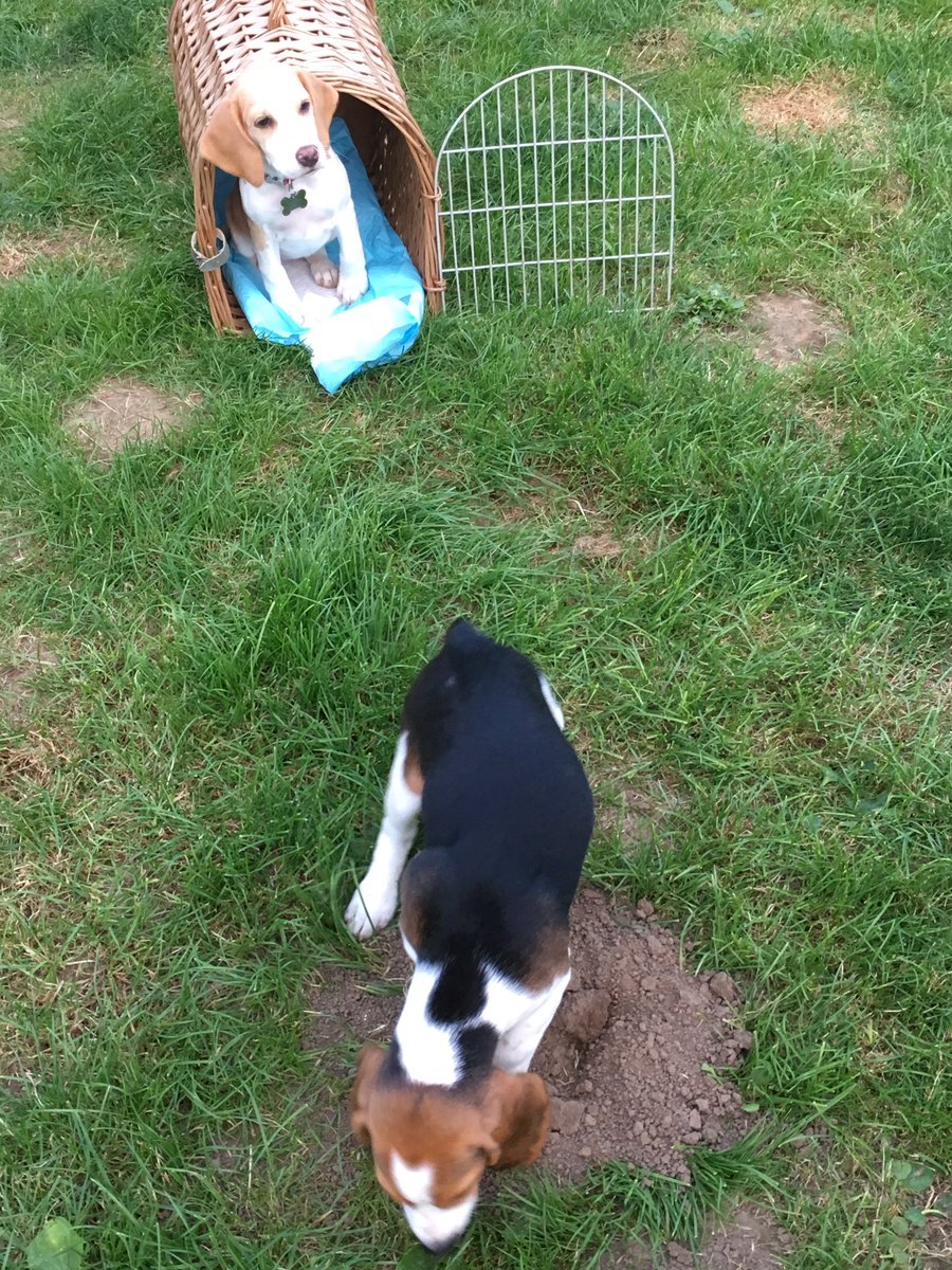 PhDoggo's tweet photo. When you see undergrads heading off on summer adventures, but you know the only destination you will visit is the library #phdchat #puppy https://t.co/qfNzLh0rZb