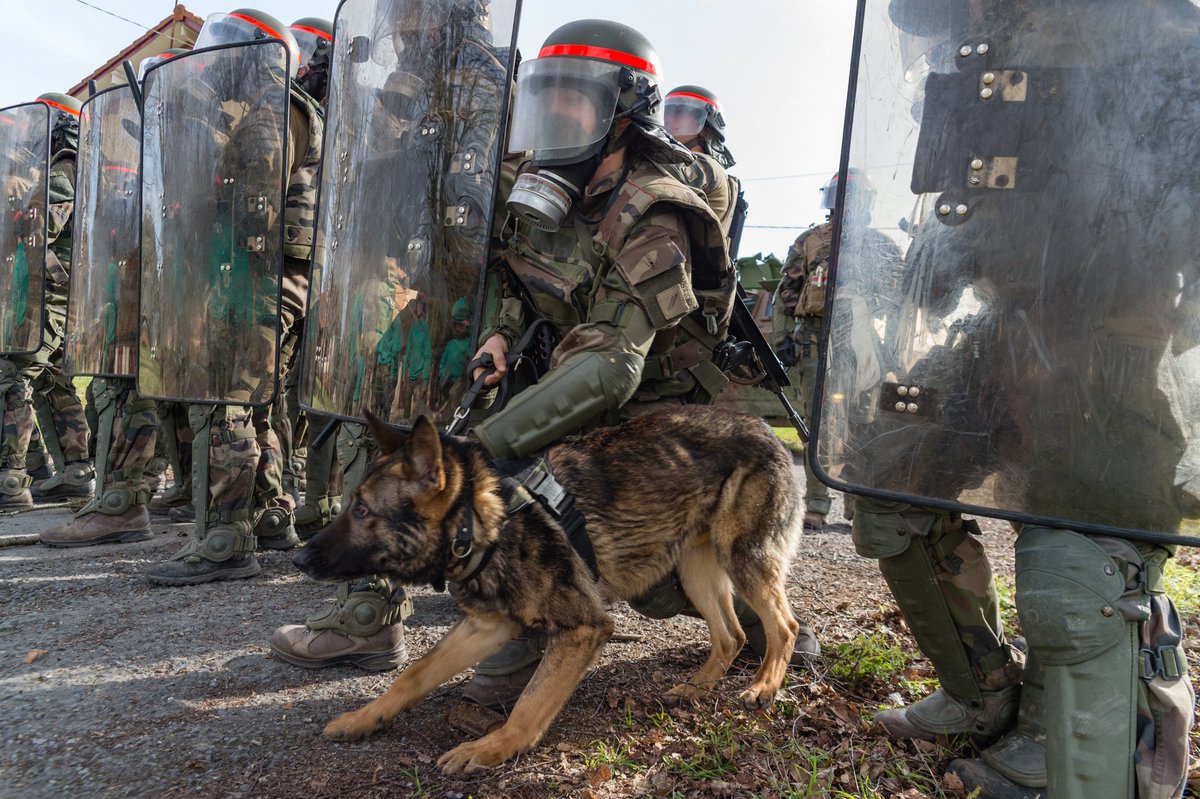 armeedeTerre's tweet photo. #JournéeMondialeDuChien 🐶 #JourneeInternationaleDuChien 🐕 Que saint Roch vielle sur nos soldats à quatre pattes #ChienMilitaire #DogLovers https://t.co/3S6tmH6O2A