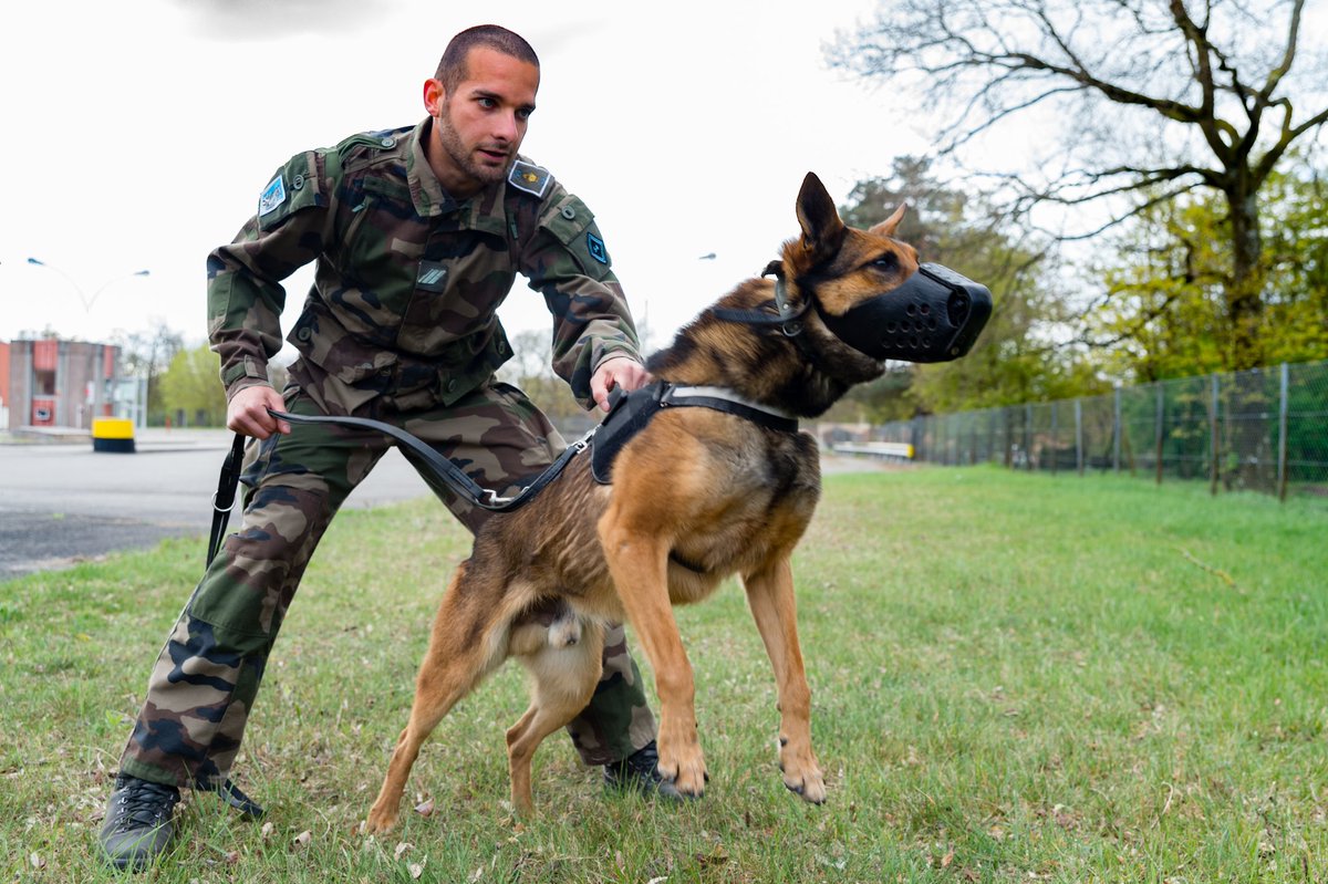 armeedeTerre's tweet photo. #JournéeMondialeDuChien 🐶 #JourneeInternationaleDuChien 🐕 Que saint Roch vielle sur nos soldats à quatre pattes #ChienMilitaire #DogLovers https://t.co/3S6tmH6O2A