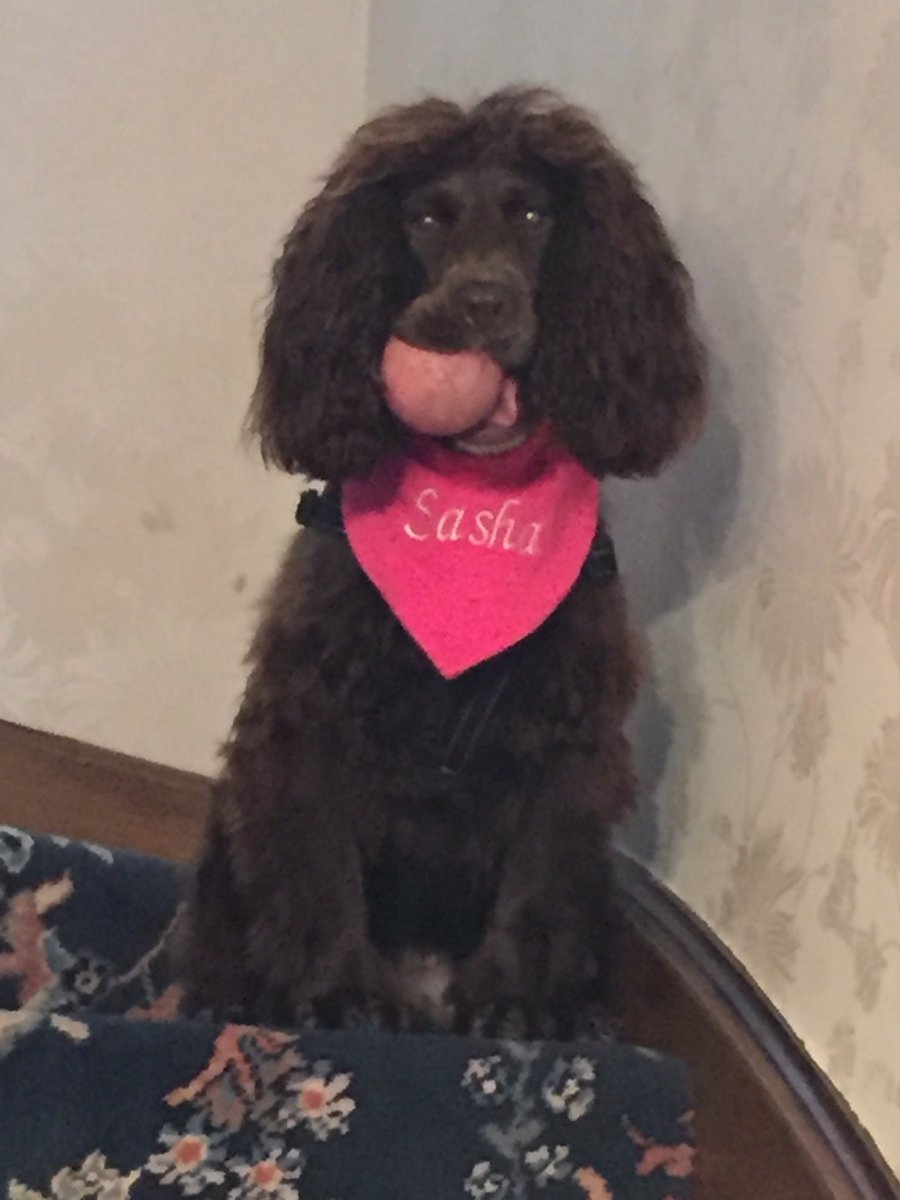 mrslcowie's tweet photo. #NationalDogDay #sashaboo #mybabygirl #3now #bestfriend #neverwithoutaball https://t.co/LBCWRj2BN0