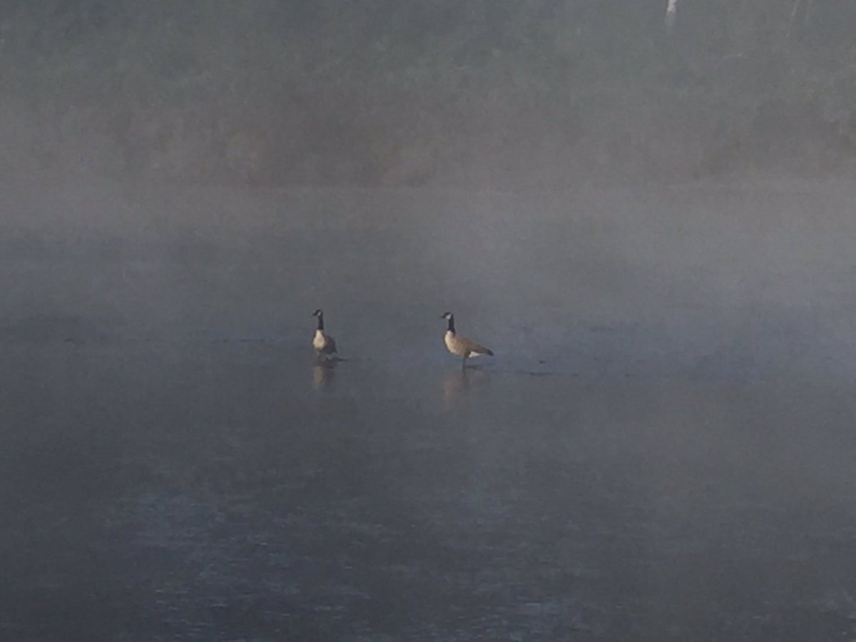 JasonJjcurtis's tweet image. Heavy traffic on my commute this morning. #honkhonk #movealready #miramichi