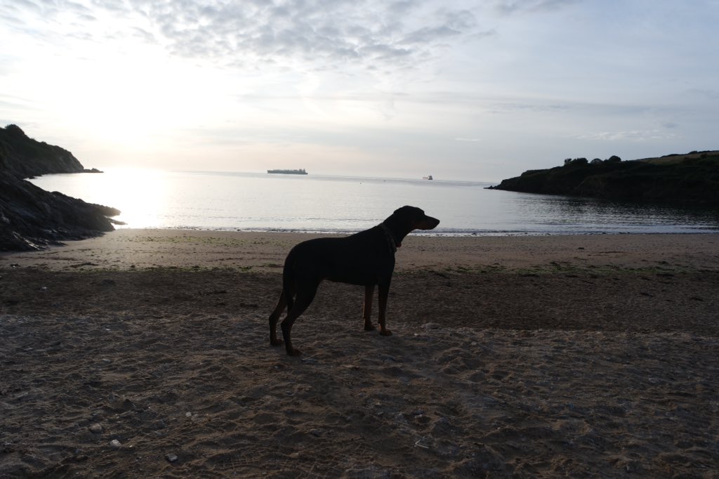 jimpy368's tweet photo. #BankHolidayWeekend #walking Sophie #Doberman @ClubDobe @UkRescue #dogsoftwitter #lovethepath @CornwallAONB #GetOutside #cornwall #kernow 🐾👣 https://t.co/jy1IrTKEe8