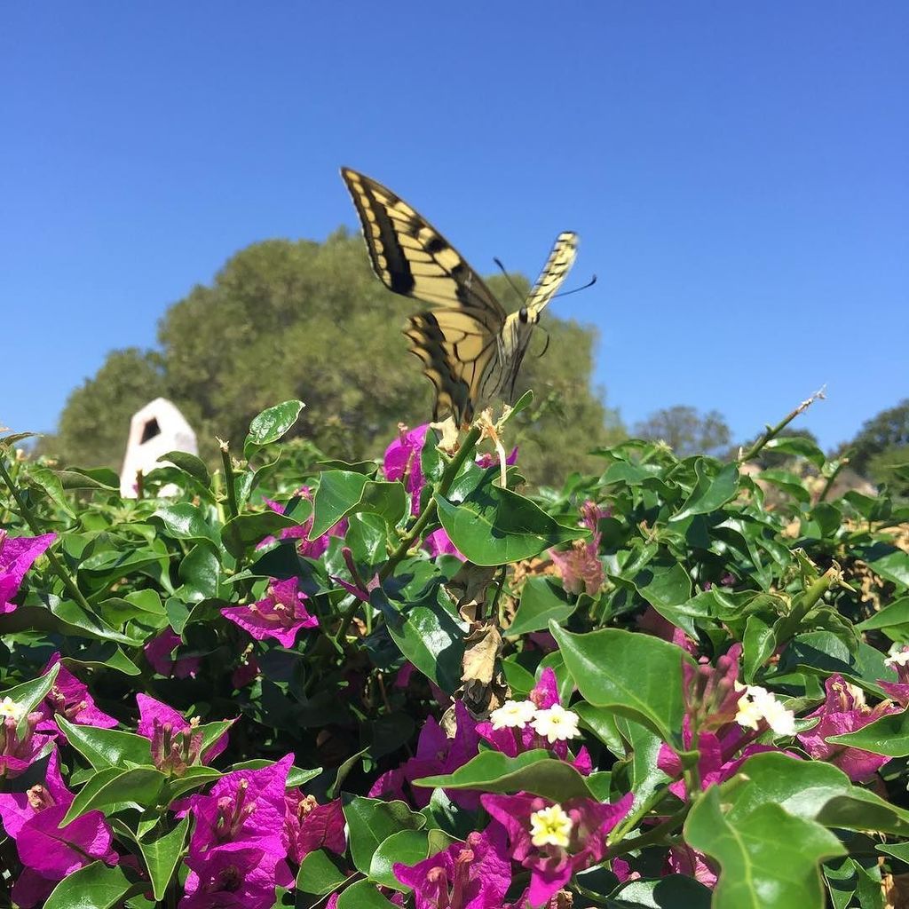 Lisa_Fedele's tweet photo. One day I'll fly away...🦋 https://t.co/Ip7KhBIrIk https://t.co/SsmHllnkfO
