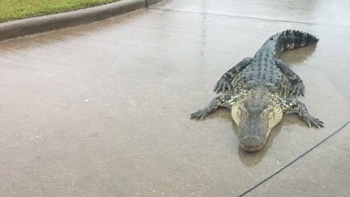 Add alligators to list of dangers Texans face during #Harvey's hit bit.ly/2w6tZh6?utm_me… https://t.co/SBQxiOJ24q