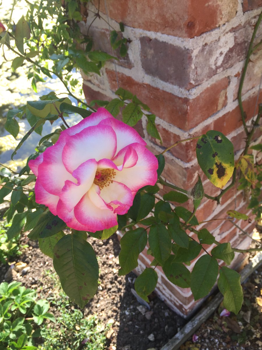 Hindringham Hall tweet media