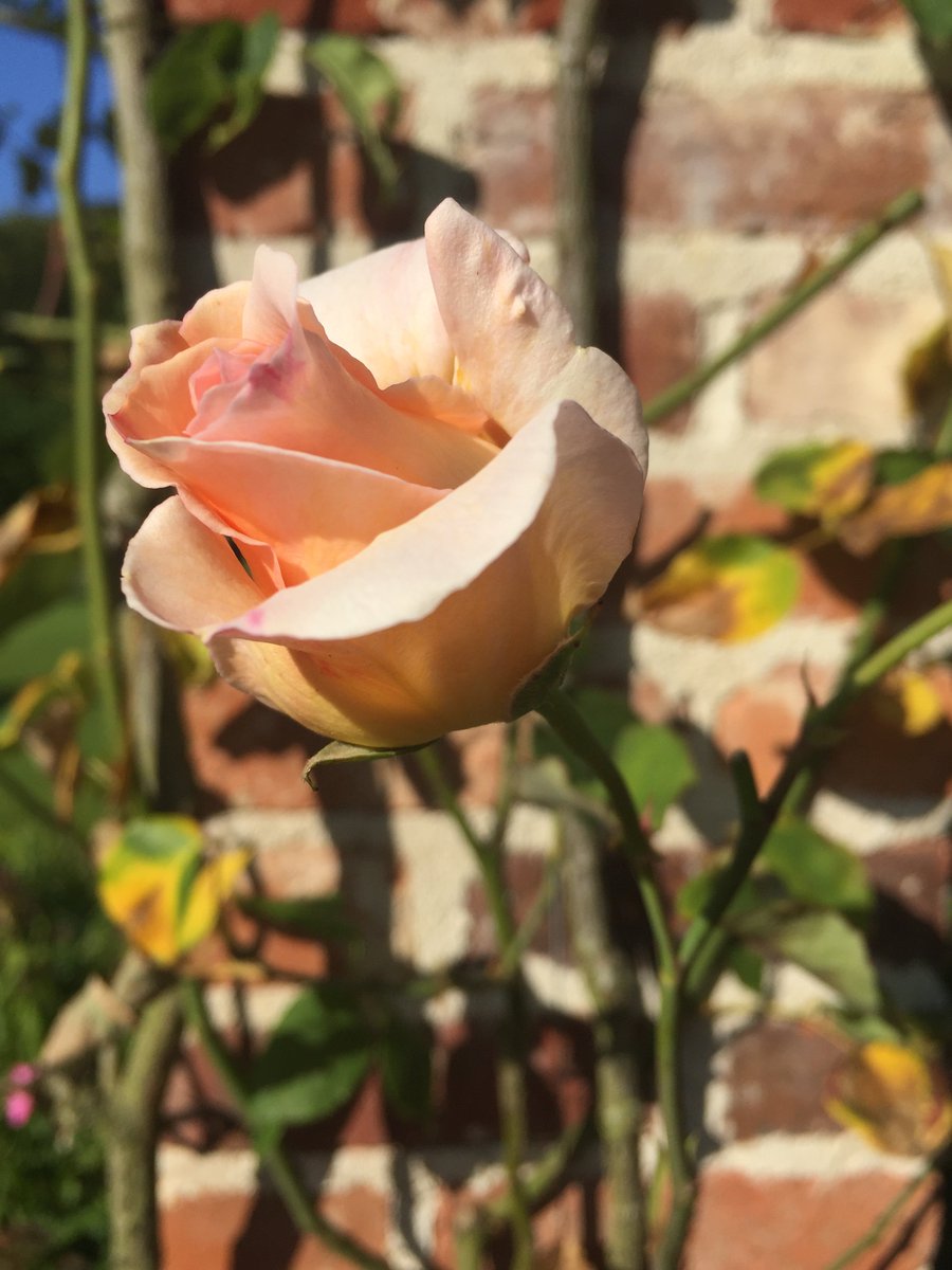 Hindringham Hall tweet media