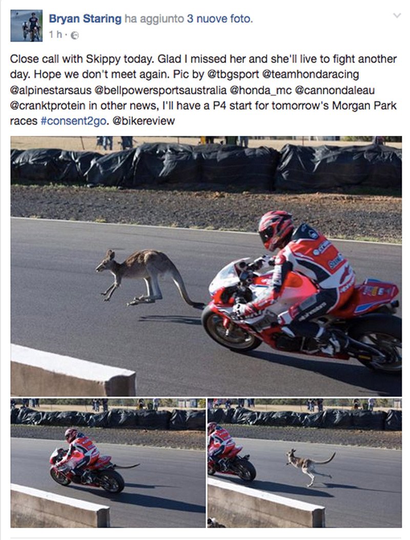 gponedotcom's tweet photo. #australia #BryanStaring Un canguro in pista... ma non è Stoner: Bryan Staring ha trovato sulla sua strada un… https://t.co/45MEu8Nj2R https://t.co/fQOPy6ZDZF