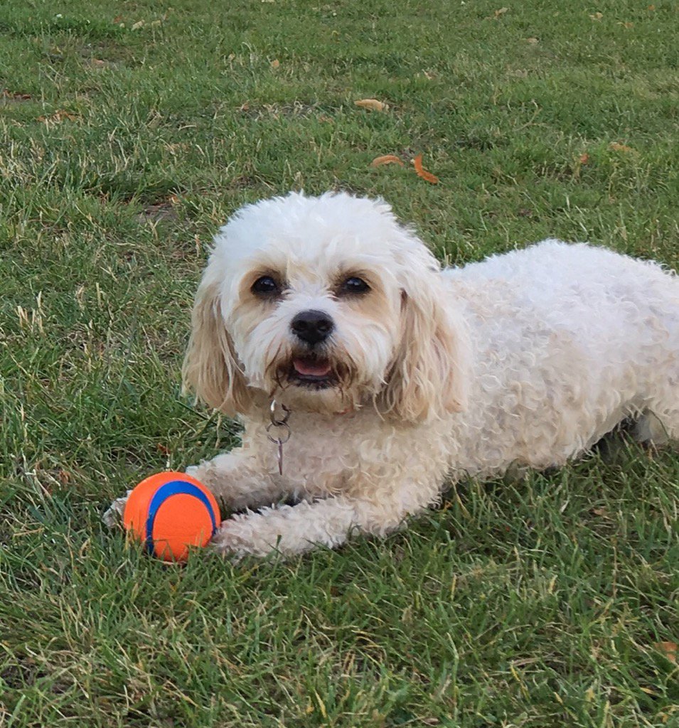 Pooch Molly 🐾 tweet media