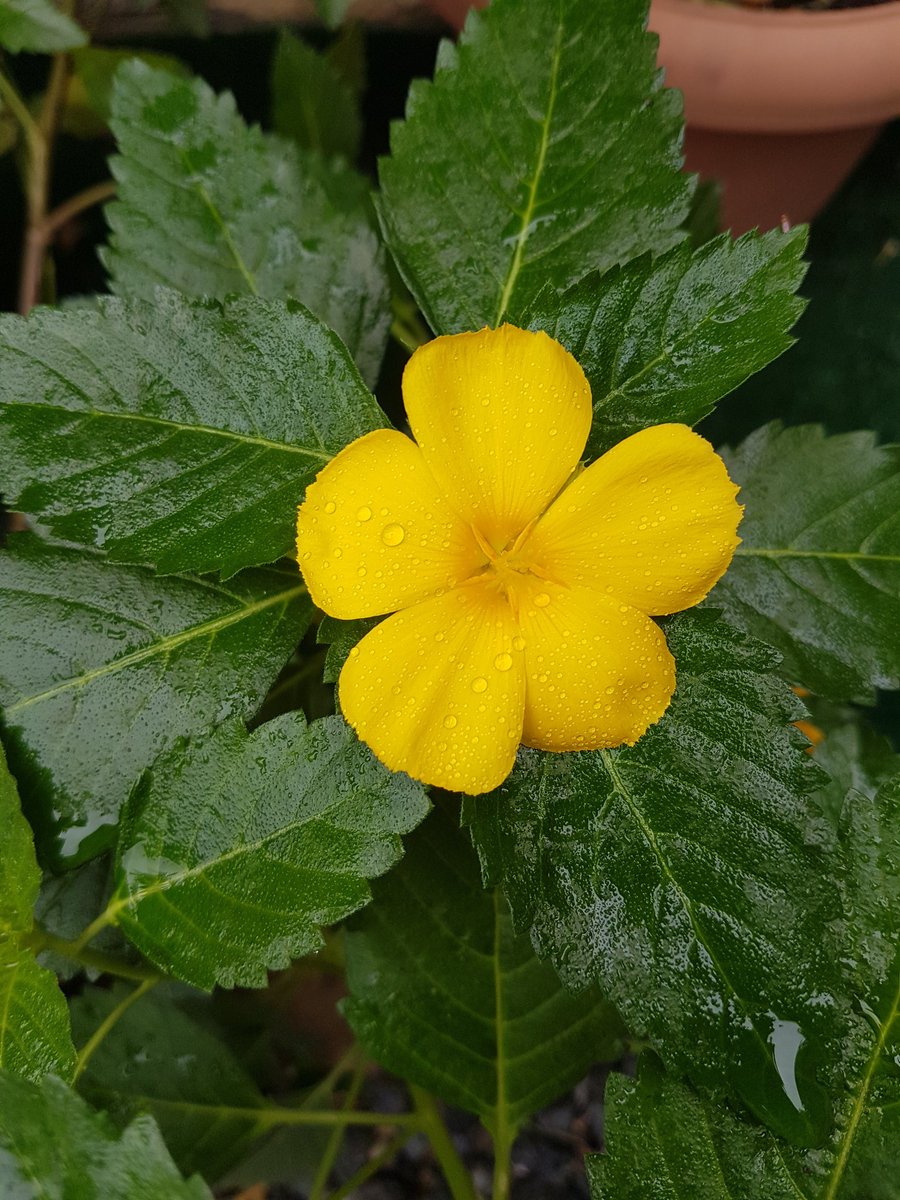 Iyalaya Anybody On Twitter A Beautiful Morning After A Rainy Day