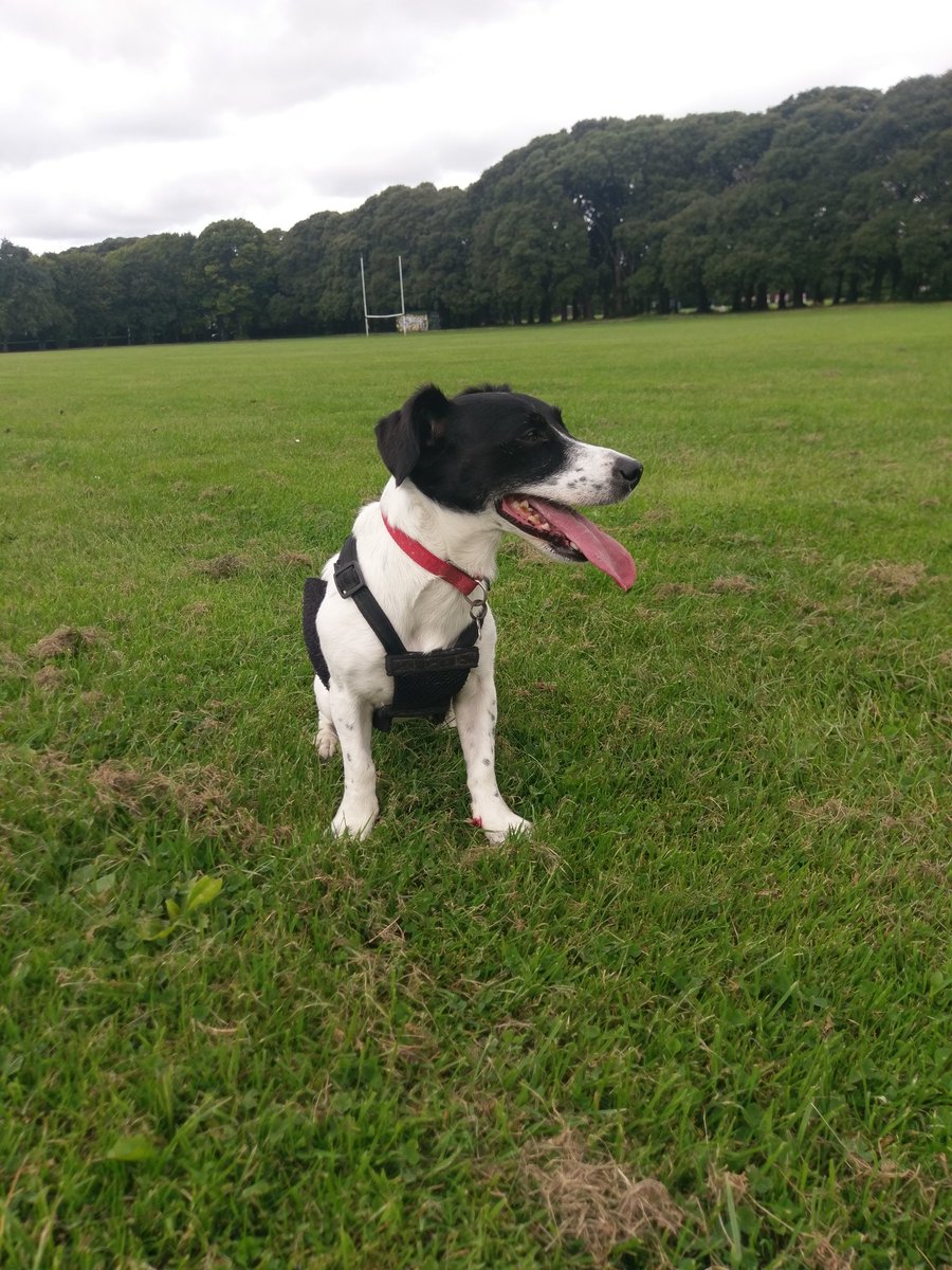 brozac_'s tweet photo. #NationalDogDay #swatdog https://t.co/AenoTKR4RH