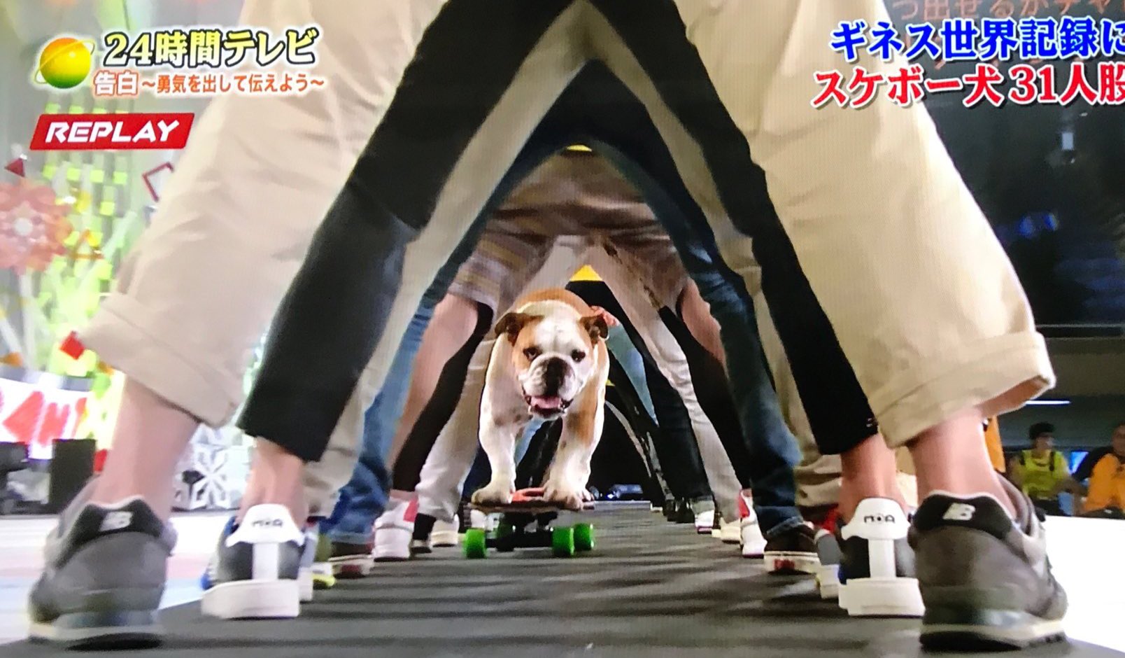 遊 24時間テレビのマラソンランナーもうさっきのスケボー犬でいいよ こいつ凄いよww T Co Af7qzcmvfh Twitter 遊 24時間テレビのマラソンランナーもうさっきのスケボー犬でいいよ こいつ凄いよww T Co Af7qzcmvfh Twitter