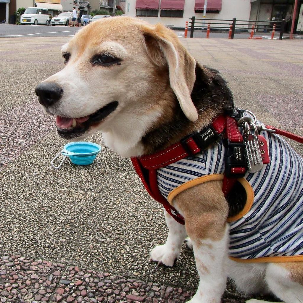 beagle_peach's tweet photo. 休憩中 #ピーチ #ビーグル #ビーグル犬 #peach #beagle #beagles #dog #dogs #beaglesofinstagram #beaglestagram #beaglelife #beagleman… https://t.co/t7I3keH2GC https://t.co/MBNIiotIh2