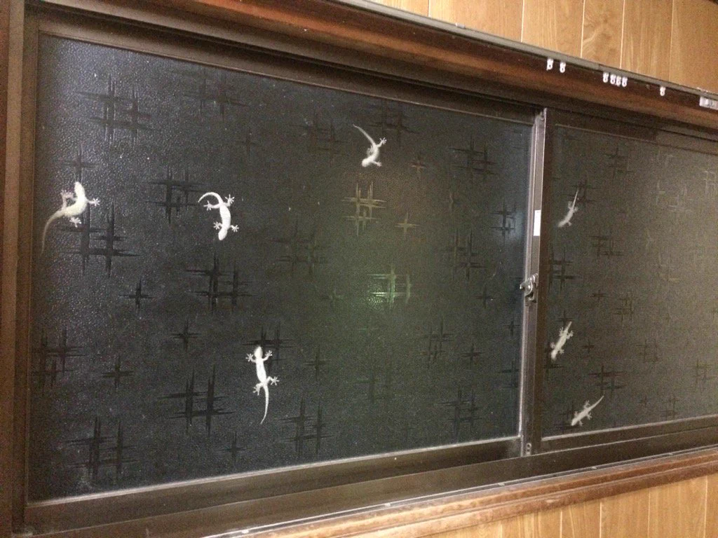 ７匹もいるの？！壁に張り付いたヤモリ達が可愛すぎるww