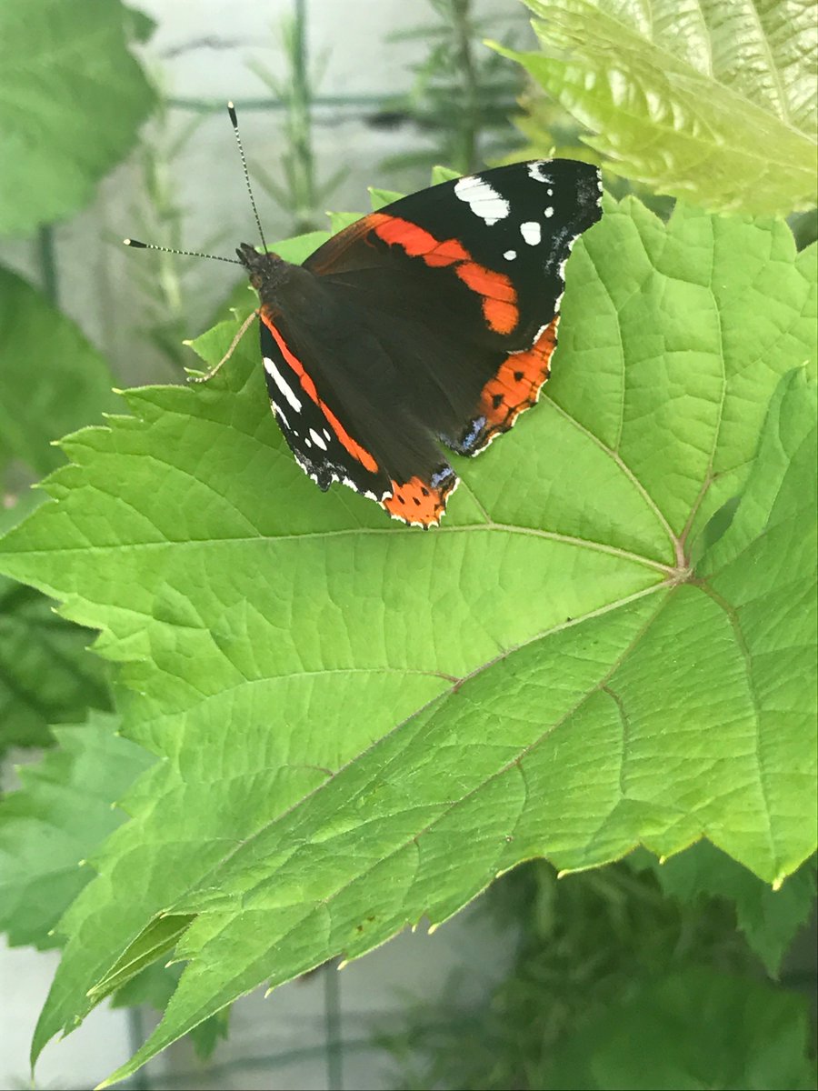 PurePalace's tweet photo. Hello schoonheid 💕 #liersestadstuin #butterfly #wineleaf #summer https://t.co/K8zVVpaXGj