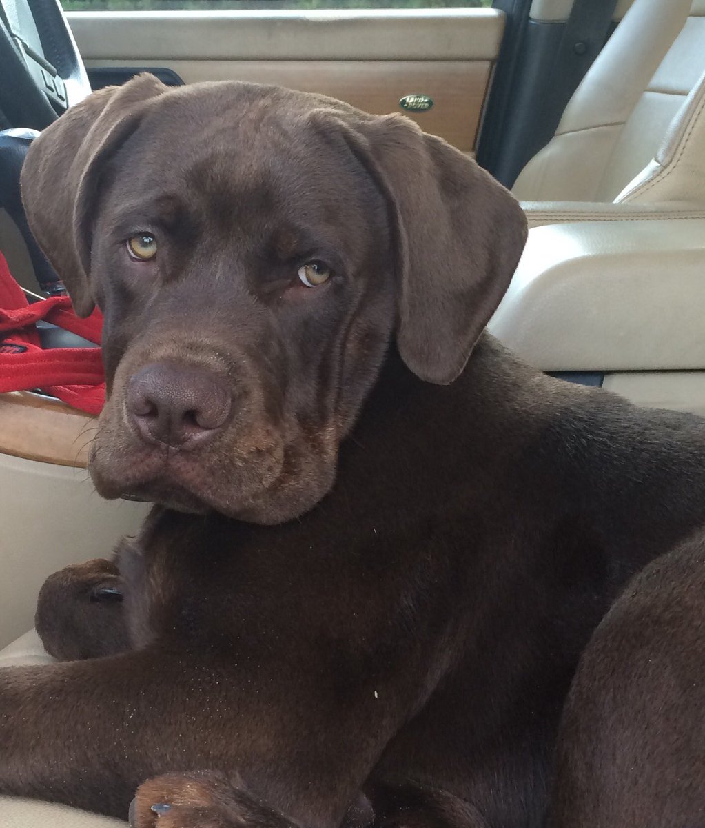 RomanyStone's tweet photo. @Countrylifemag here's Jonah! #internationaldogday 🐾🐾 https://t.co/NaKsaRcp3f