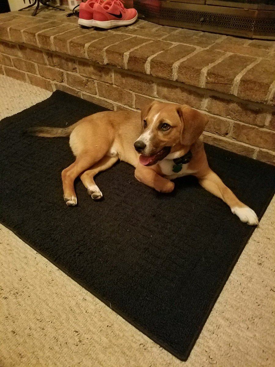 _TheRachelSmith's tweet photo. Showing off this cutie on #NationalDogDay! <3 you Lou Boo! https://t.co/KMvWeDzUap