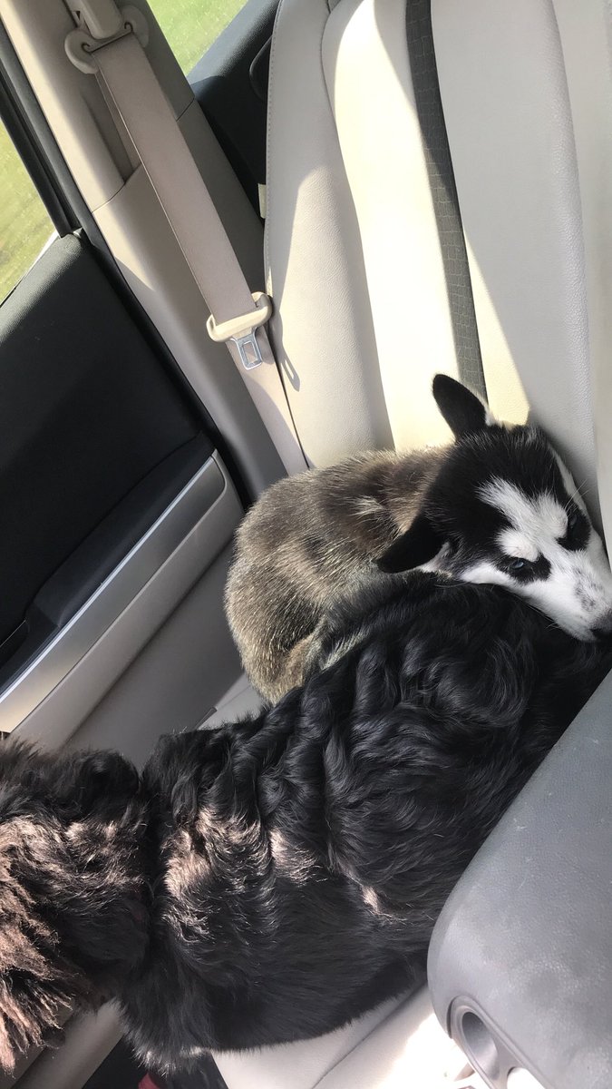 eyonberney's tweet photo. Welcome puppy number 2 to the family 😌 https://t.co/l60kFr5QCx