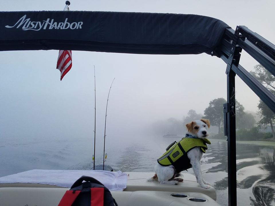 viaggiopontoon's tweet photo. Happy National Dog Day! Send us your favorite picture of your dog! #MistyHarborDogs #MistyLife #MistyHarbor #NationalDogDay https://t.co/5ia8jBLbKa