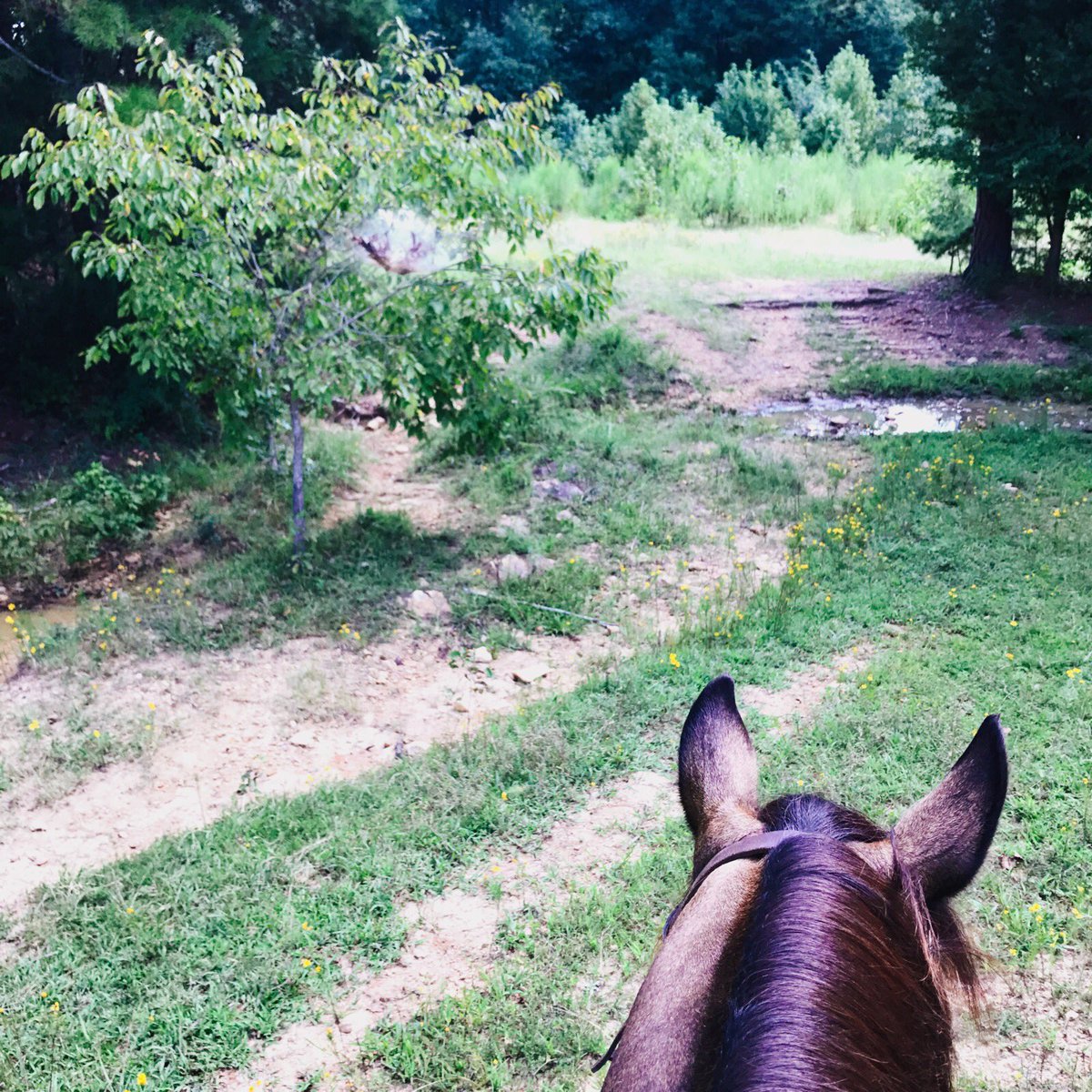 DanaLeaB1's tweet photo. Country sunshine & frisky ponies #NotFallYet #FarmsAndFields #GodsCountry https://t.co/9876S7IrCs
