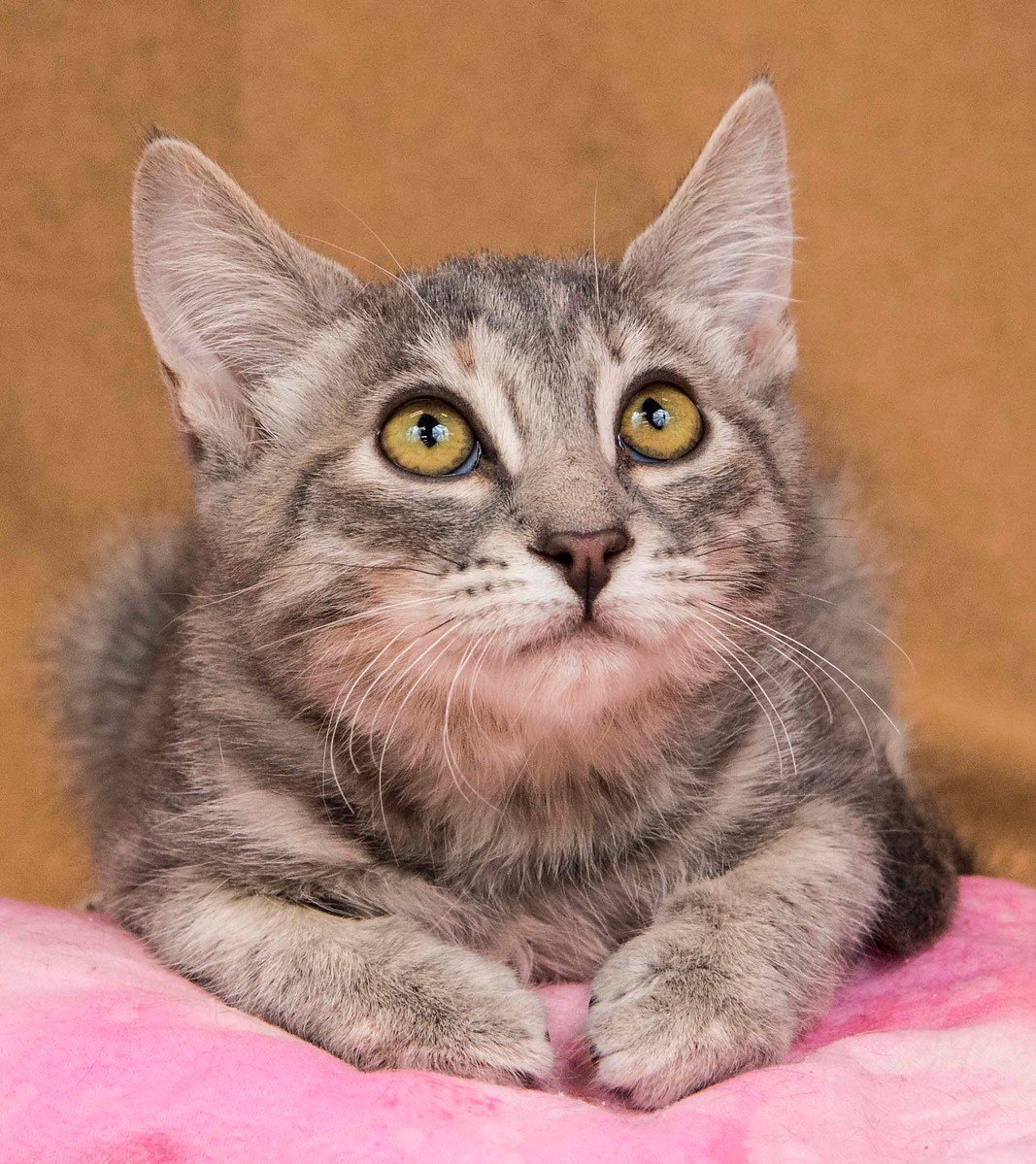 Jemimia Puddleduck joins <a href="/yolo_spca/">Yolo County SPCA</a> adoptable animals today <a href="/Petco/">Petco</a> Davis 12-3 #ycspcafoster #fosteringsaveslives #AdoptDontShop
