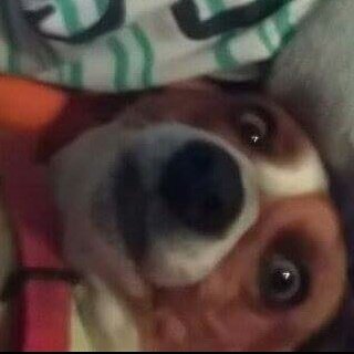 Mayna_Games's tweet photo. #JourneeMondialeDuChien REGARDER MA MILKA COMMENT ELLE EST MAGNIFIQUE BB https://t.co/arz7wJaMIV