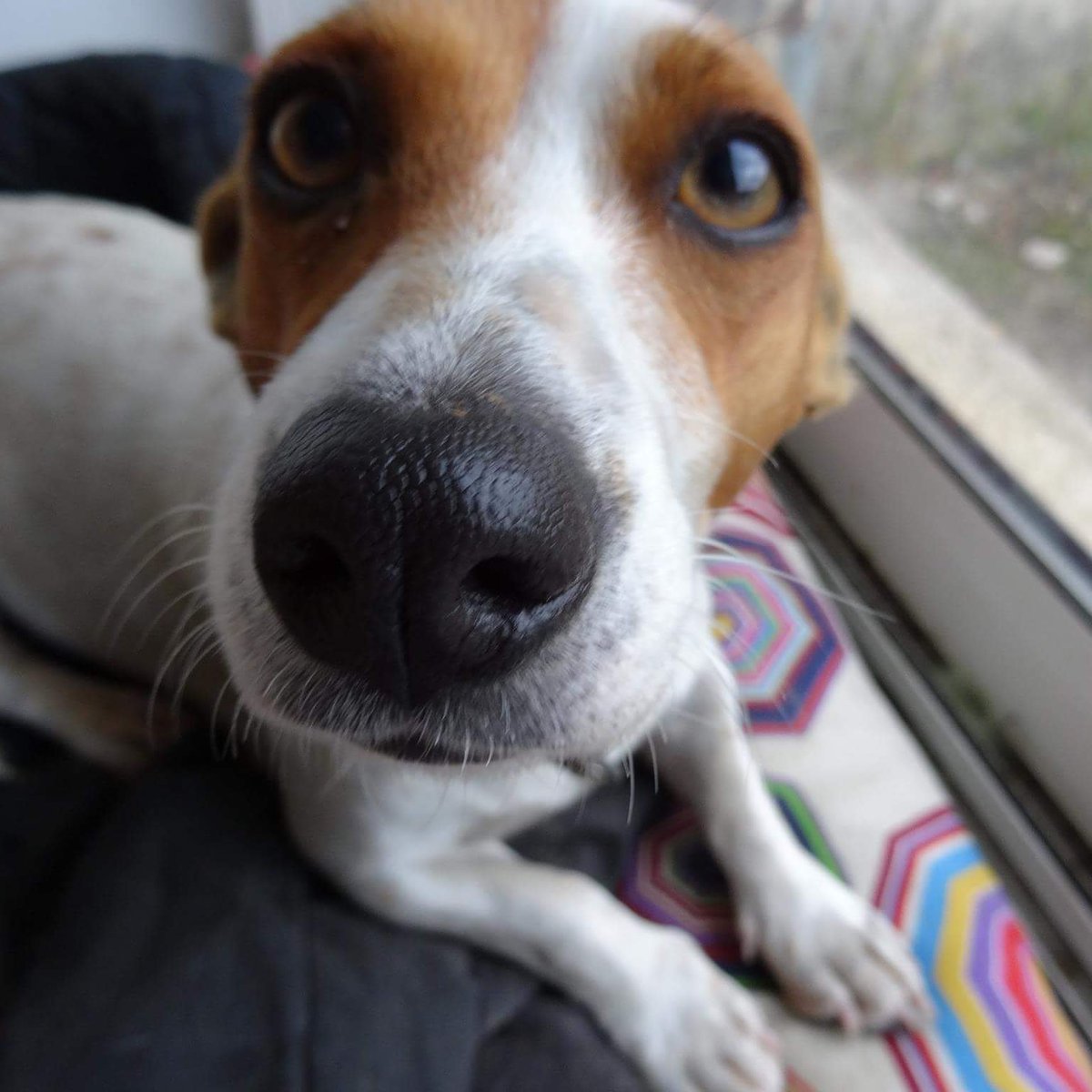 Mayna_Games's tweet photo. #JourneeMondialeDuChien REGARDER MA MILKA COMMENT ELLE EST MAGNIFIQUE BB https://t.co/arz7wJaMIV