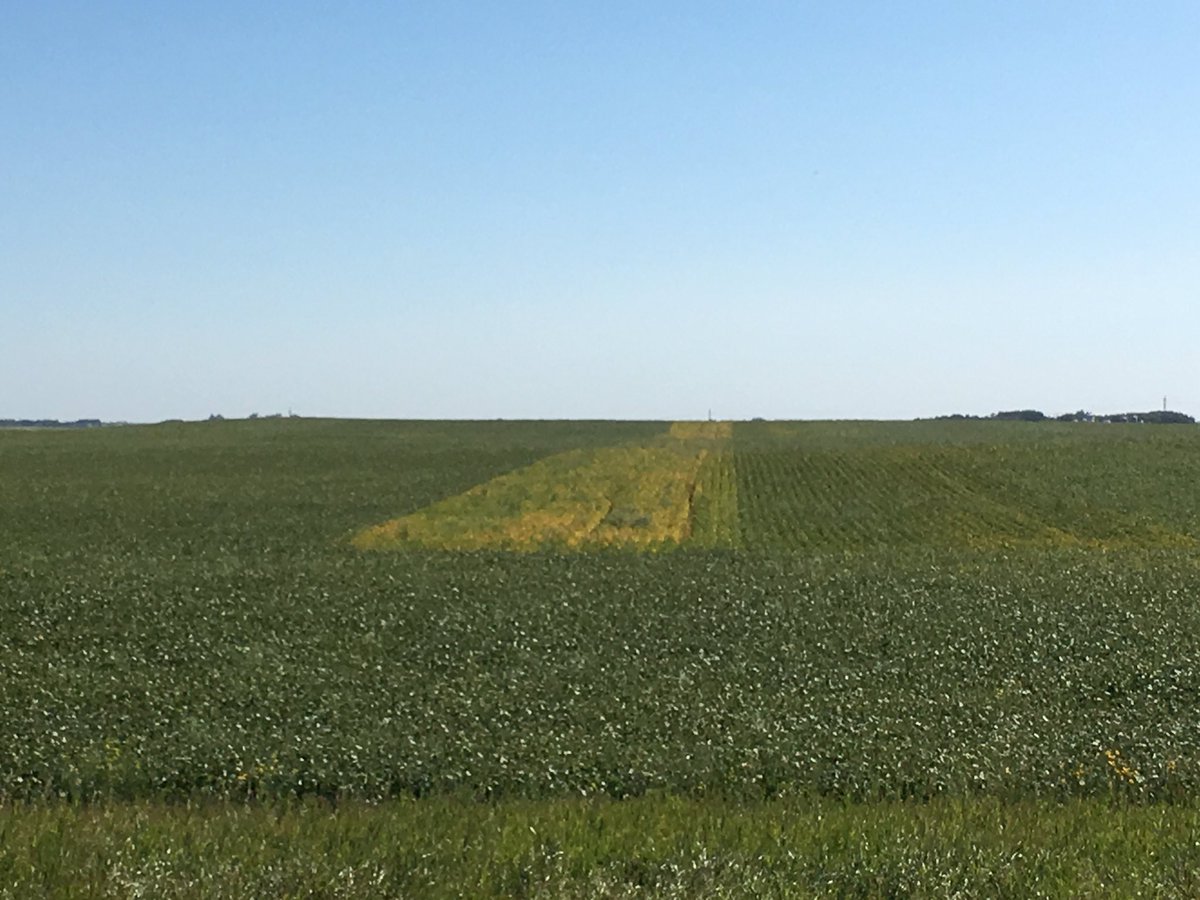 keithnach69's tweet photo. Looks like a landing strip ! Pioneer 0007 soybeans . Look like a great option for NW Saskatchewan 👍👍 https://t.co/SoV71tSJZR