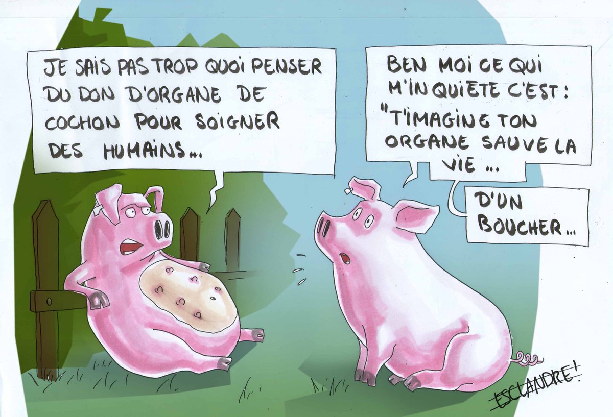 LeQuerelleur's tweet photo. Que penser de la #greffe d' organe de cochon ? #Santé #Médecine #transhumanisme #éthique #dessindepresse #dessin https://t.co/9zS5mkG1HK https://t.co/9Py9pDS9sQ