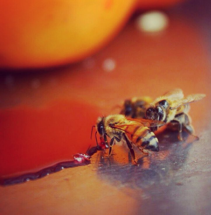 Crazy_Andru's tweet photo. @hacerfotos #bees #cali #cholados https://t.co/1YgCyictSq