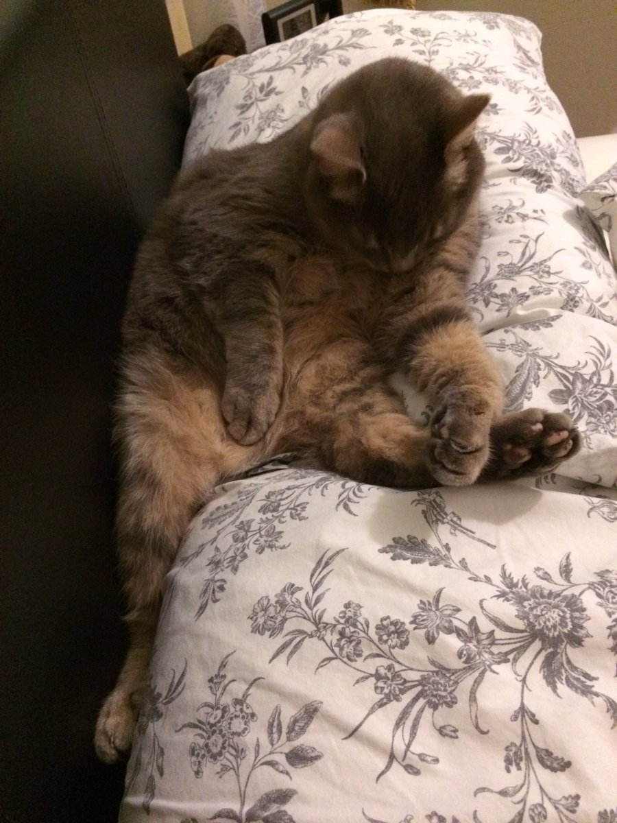 CatsOrDeathFML's tweet photo. How to sleep. Nailed it.
#Caturday #CatsofTwitter #wtf https://t.co/AIBWFKYKWr