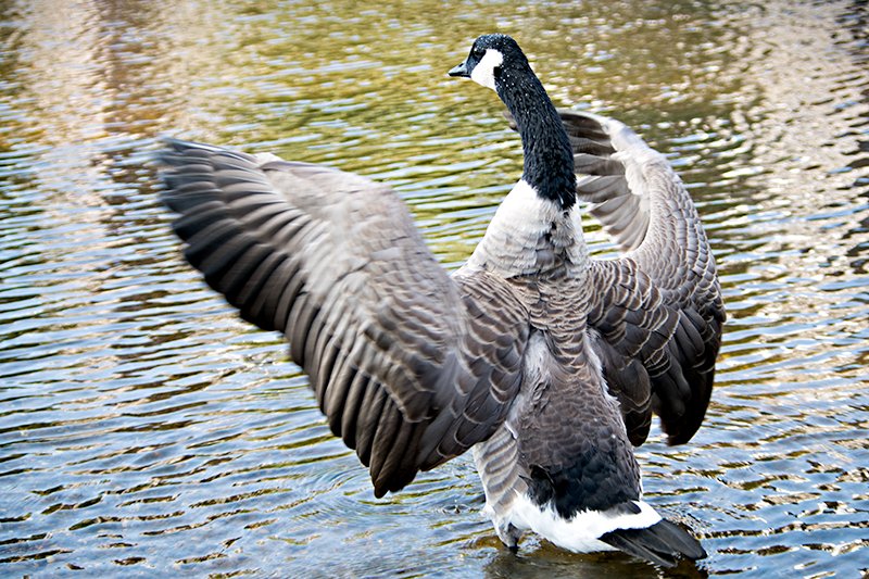 MostlyGeese's tweet photo. Preaching to the flock at #NewIslingtonMarina #Manchester https://t.co/qPoJrEr0SX