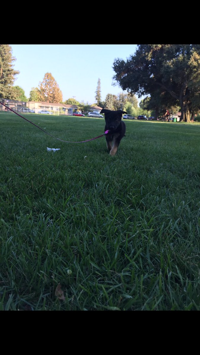 Lizzzrosie's tweet photo. Here's my baby running to me. You're welcome

 #NationalDogDay https://t.co/KA0TgllsIz