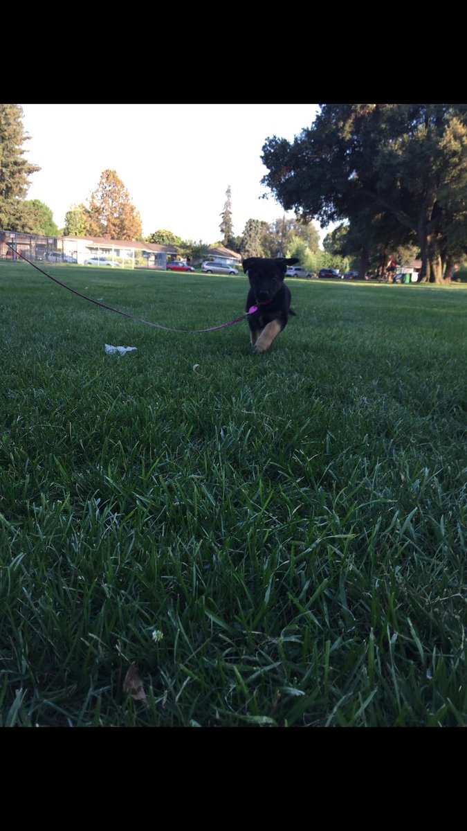 Lizzzrosie's tweet photo. Here's my baby running to me. You're welcome

 #NationalDogDay https://t.co/KA0TgllsIz