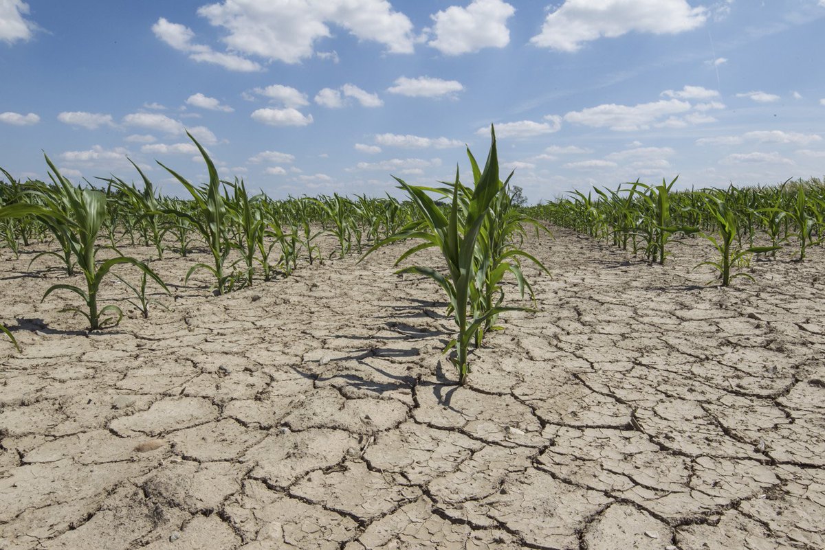 Focus_it's tweet photo. 70 ricerche convergono su un punto: l'aumento di temperatura che ci aspetta, ci porterà a una nuova crisi alimentare https://t.co/A6J4fN2WYE https://t.co/tVGuk7eFF1