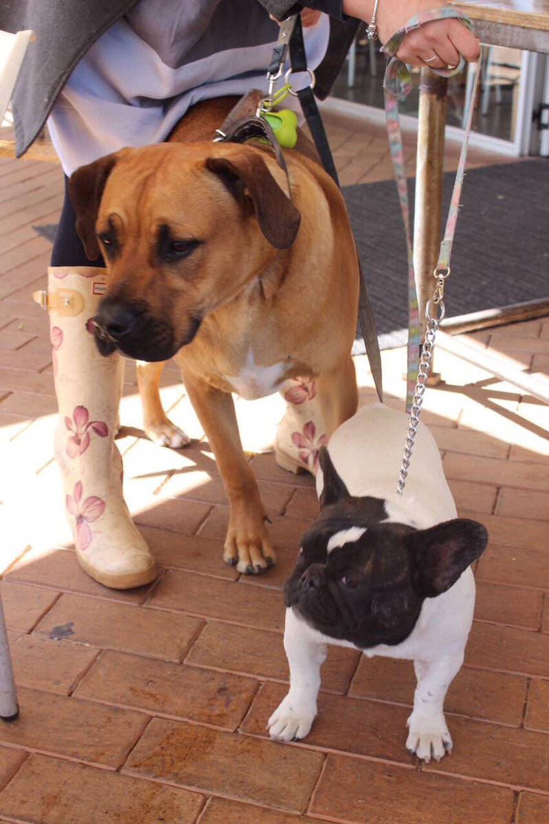 PETLEY'S tweet media