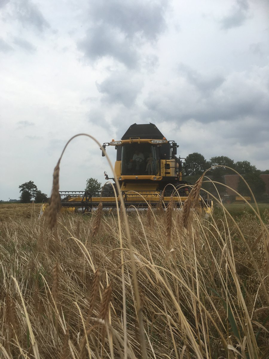 graanrevolutie's tweet photo. Zo, laatste stukje Emmer bij @harmevert in #finsterwolde is er ook vanaf! #bio #eko #oudegranen #akker #slowfood #graanrepubliek #oldambt https://t.co/QN0KiaynkC