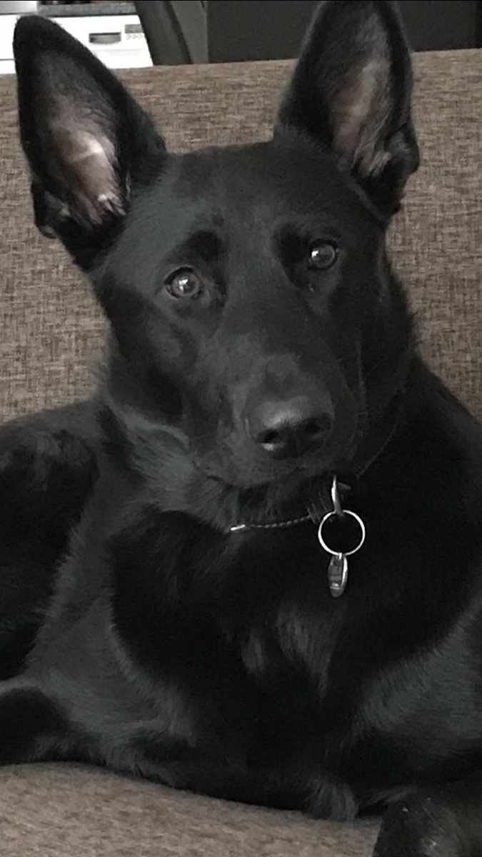 Golujee's tweet photo. #HappyDogDay https://t.co/9H3mDX7Cm4
