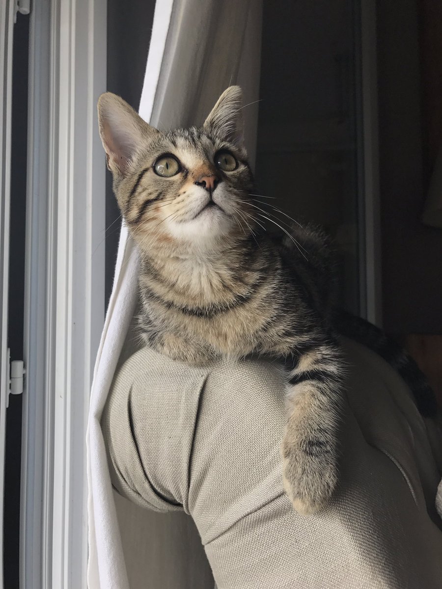 shanafrc's tweet image. simba says hi