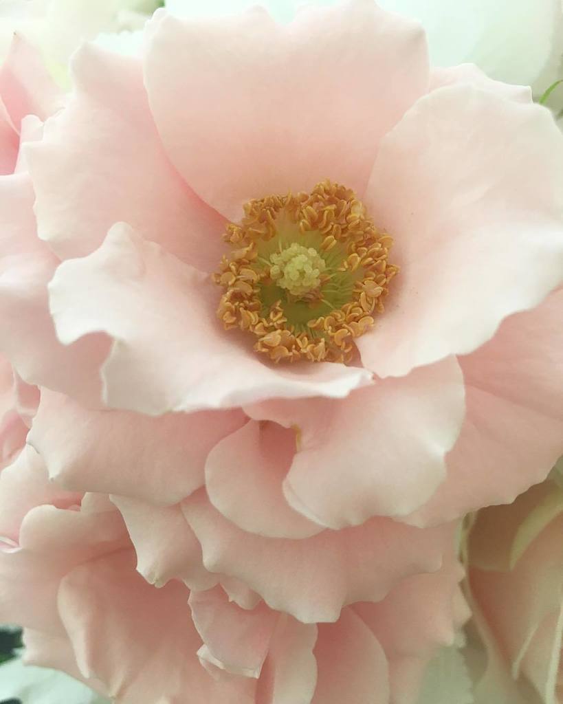 Pure perfection 💕 my favourite majolica spray rose 💕 #ladybirdflowers