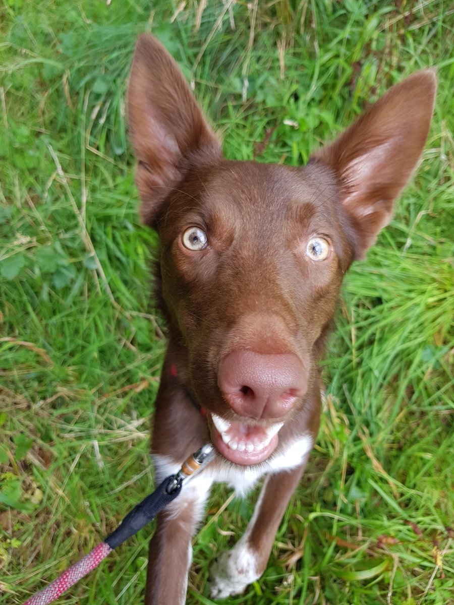 Search Dog Rusty tweet media